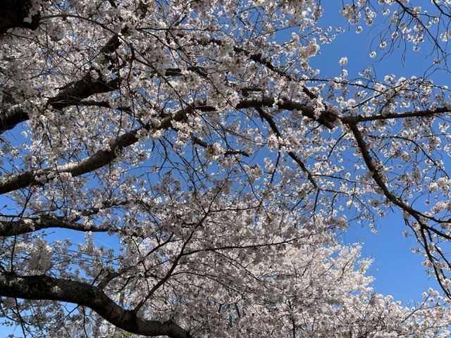 満開の桜がみられる季節ですね🌸